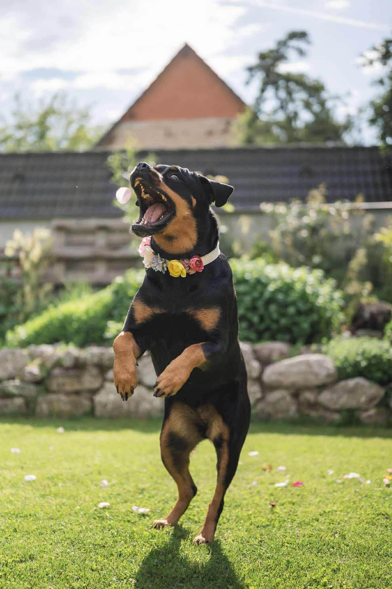 Svatební doplňky pro psa Dogo Fogo